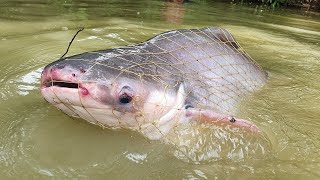 Big Fish Video | Fish Catching by Cast Net | Net Fishing