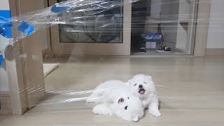 투명벽 설치 30일차아기 포메 반응ㅋㅋㅋ ( invisible wall challenge)