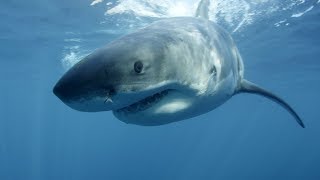 The Liberals have Done it This Time!! They Jumped The Shark