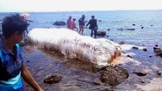 フィリピン海岸、謎の巨大生物、！伝説のUMAトランコか？