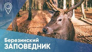 Березинский биосферный заповедник: национальный парк осенью