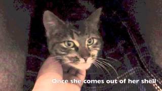 Olive, a 10-month-old DSH mix available for adoption at the Wisconsin Humane Society
