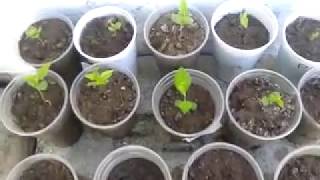 Limon Germinacion de semilla de limon y el brote