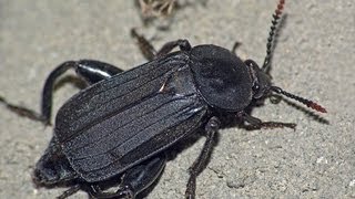 Жук-трупоед (Necrodes littoralis) / Beetle Flesheater