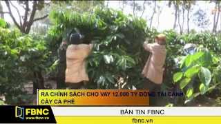 FBNC - Ra chính sách cho vay 12.000 tỷ đồng tái canh cây cà phê