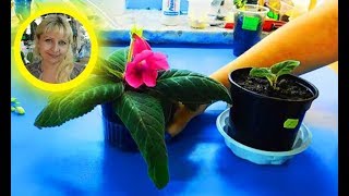 ???КАК ВЫРАСТИТЬ ГЛОКСИНИЮ ИЗ ЛИСТА  ! How to grow gloxinia from a leaf