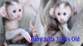 So Cutie Baby Jutta 3 Days Old Sitting In The Chest Of Mama Julla