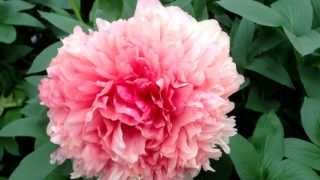 Peony Command Performance - www.peonyshop.com