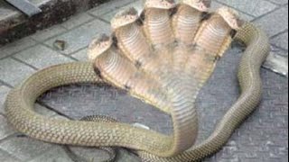 Топ 5 самых ядовитых змей в мире