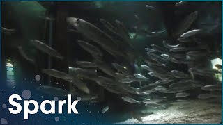 Are These Fish Farting Or Communicating? | ExperiMental | Spark