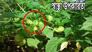 ১ সেকেন্ড দেরি করবেন না, এই গাছ দেখার সাথে সাথে তুলে খেয়ে ফেলবেন || এর উপকার শুনলে চোখ কপালে উঠবে