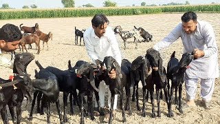 Cheap Rate nagra & Beetal , Makhi Cheena Goats For Goat Farming in Sahiwal 2019-20