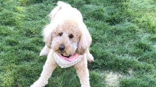 Wobbly dog surrendered by breeder finds forever home - Special needs dog rescue