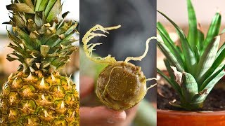 7 Steps to Grow Pineapple from Top of Another Pineapple