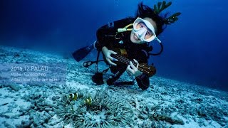 2016DEC.Palua帛琉 潛水遊Diving Tour