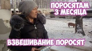 Поросятам 3 месяца. Взвешивание