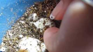 Notes from the nursery: Pogona vitticeps