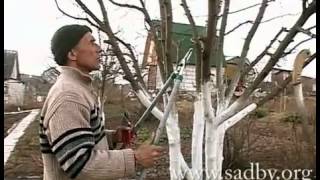 Правильная обрезка яблони