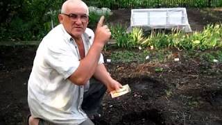 Посадка семян кабачков в открытый грунт