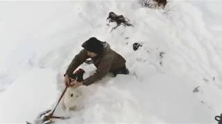 охота на лисьицу с норными собаками