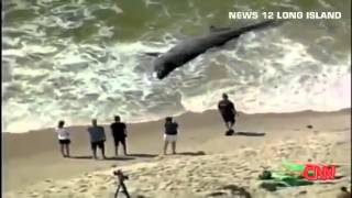 Видео животные тихого океана. Огромную акулу выбросило на берег после шторма!