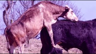 Cow giving massage to a donkey