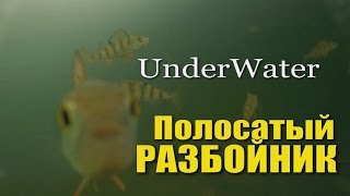 Ловля окуня со льда на мормышку. ПОДВОДНАЯ СЪЕМКА.
