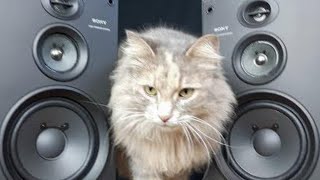 Blowing the Sony SS-H2750 Speakers