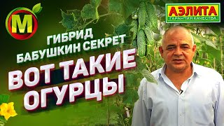? Гибрид БАБУШКИН СЕКРЕТ 2019. Вот ТАКИЕ ОГУРЦЫ Можно Вырастить