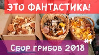 Грибы 2018. Сбор грибов в сентябре.