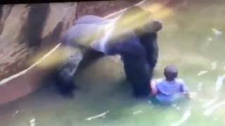 Kills Gorilla to save child who slipped into enclosure on May 29, 2016