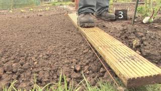 How and When to Plant Carrots