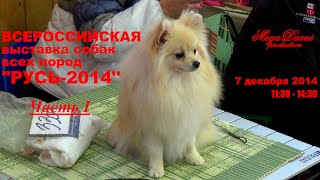 Выставка собак "Русь - 2014". Часть 1.