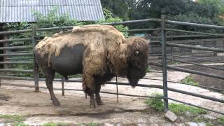 Зоопарк в Калининграде - Kaliningrad ZOO