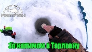 За налимом в Тарловку.Kamfish