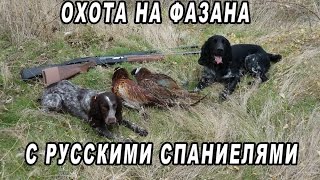 Охота на фазана с русскими спаниелями 2016! Pheasant hunting with Russian Hunting Spaniels!