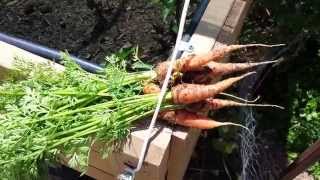Growing and Harvesting Carrots