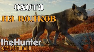 ОПАСНАЯ ОХОТА НА ВОЛКОВ!!! theHunter: Call of the Wild Yukon Valley