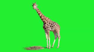 Girafa - Giraffe [Fundo Verde - Chroma Key]