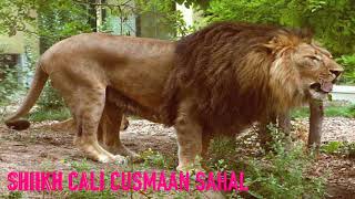Qasiido jinaani sheekh cali cusmaan sahal