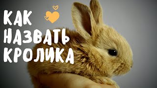 Имя для кролика. Как назвать кролика? Как назвать декоративного кролика? Мои декоративные кролики.