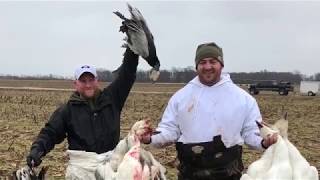 Snow Goose Hunting Delaware 2018