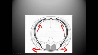 Thoracolumbar fascia biomechanics