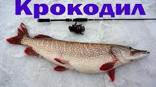 Большая щука.  Ловля на мандулу.  Река Обь 2016.