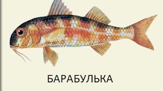 Русская Рыбалка 3 Огненная земля! Сейшелы Барабулька)