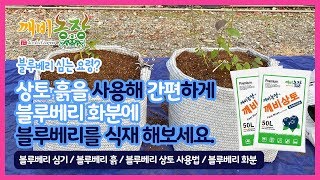 블루베리 심는 요령? 상토 흙을 사용해 간편하게 블루베리 화분에 블루베리를 식재해보세요.