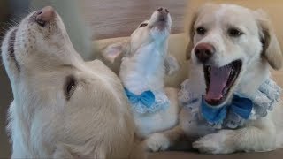 심금을 울리는 프로 소리꾼 犬 명창 오영이! @TV 동물농장 20180930
