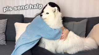 Hugging my dog for too long [FUNNY REACTION] ?