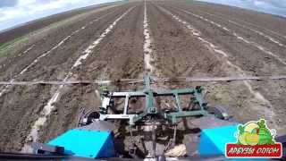 Вторая культивация арбуза на капле 06 06 2015
