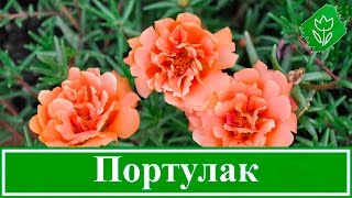 Цветы портулак – посадка и уход, выращивание портулака из семян в открытом грунте
